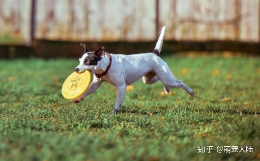 逗趣游戏平台_美宠物狗乱入"权利的游戏"摸样逗趣(_乱入游戏