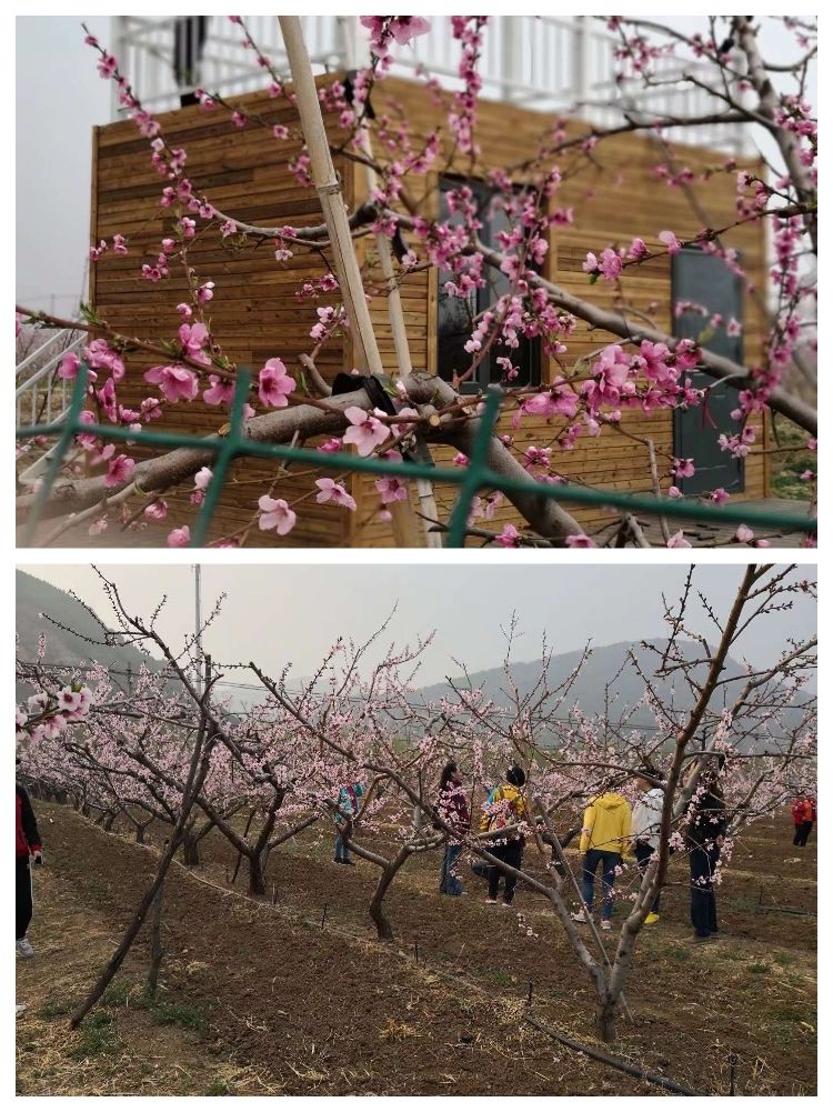 桃园类型的游戏_桃园类型游戏推荐_桃园类型游戏名字