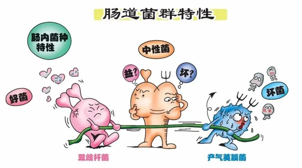 一夜肚子拉一天吃好几次饭_拉肚子一天一夜吃什么好的最快_拉肚子拉了一天一夜吃什么药