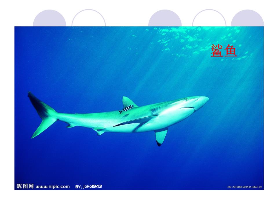 小鱼大鱼吃诱饵的笑话_大鱼吃小鱼4_小鱼大鱼吃小鱼小鱼吃虾米