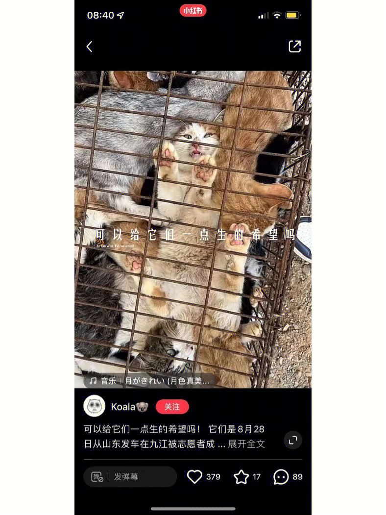 重庆小动物保护协会骗钱_中国志愿者保护藏羚羊协会_保护小动物协会