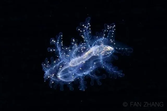 浮游生物游戏:微小卵的成长之旅 浮游生物游戏:微小卵的成长之旅
