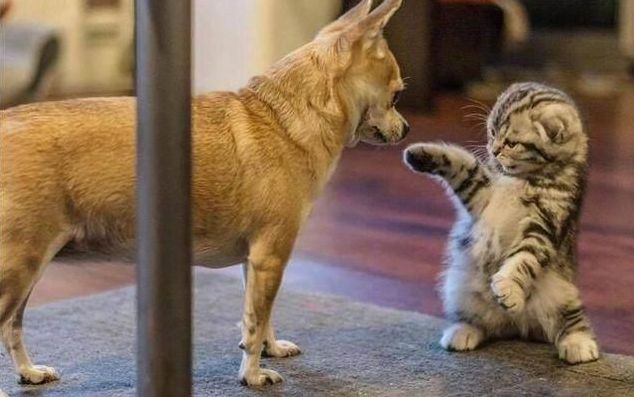 猫狗游戏：战斗的故事