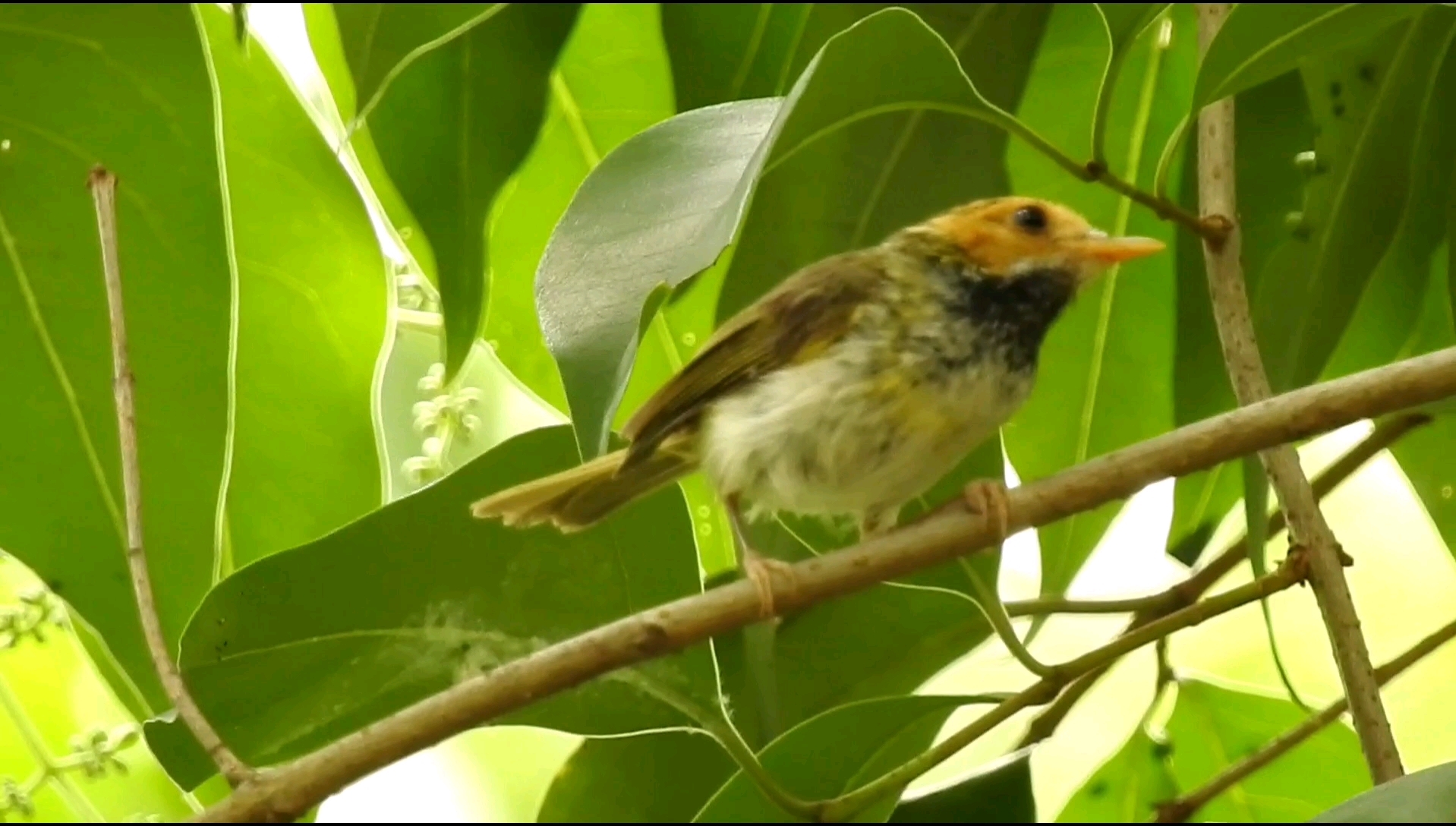 饥饿游戏：舌鸟之铃声