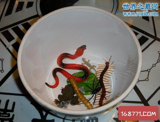 虫子蛊是什么东西_蛊虫子_虫子蛊哪里多