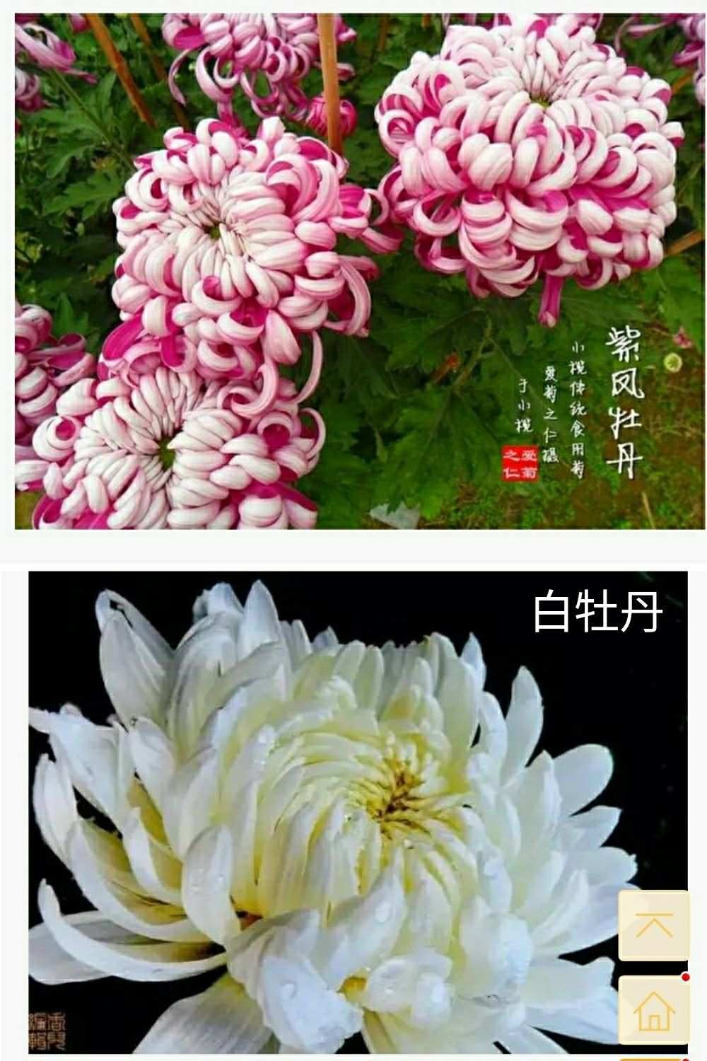 蜀门百花加血量_蜀门百花加点_蜀门百花怎么加点