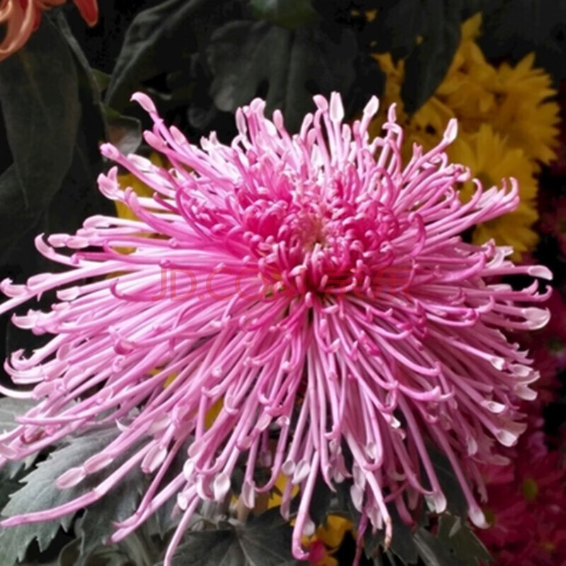 蜀门百花加血量_蜀门百花加点_蜀门百花怎么加点