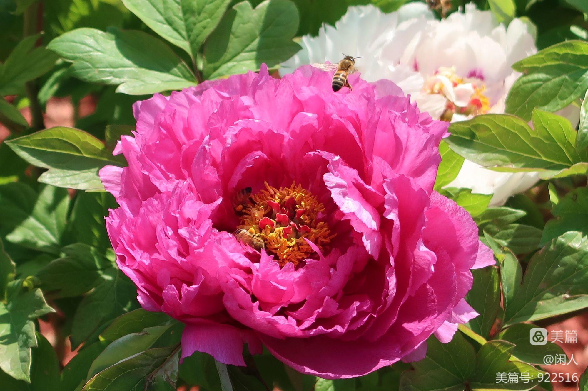 蜀门百花加血量_蜀门百花加点_蜀门百花怎么加点