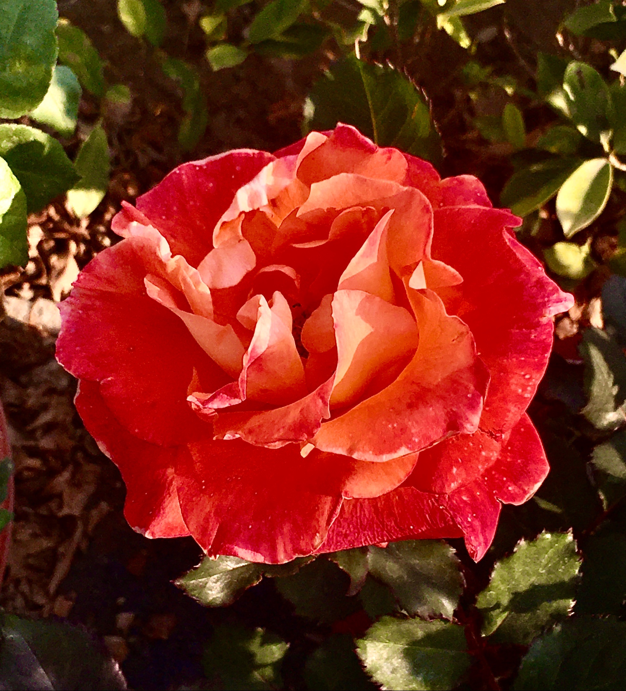 蜀门百花加点_蜀门百花加血量_蜀门百花怎么加点