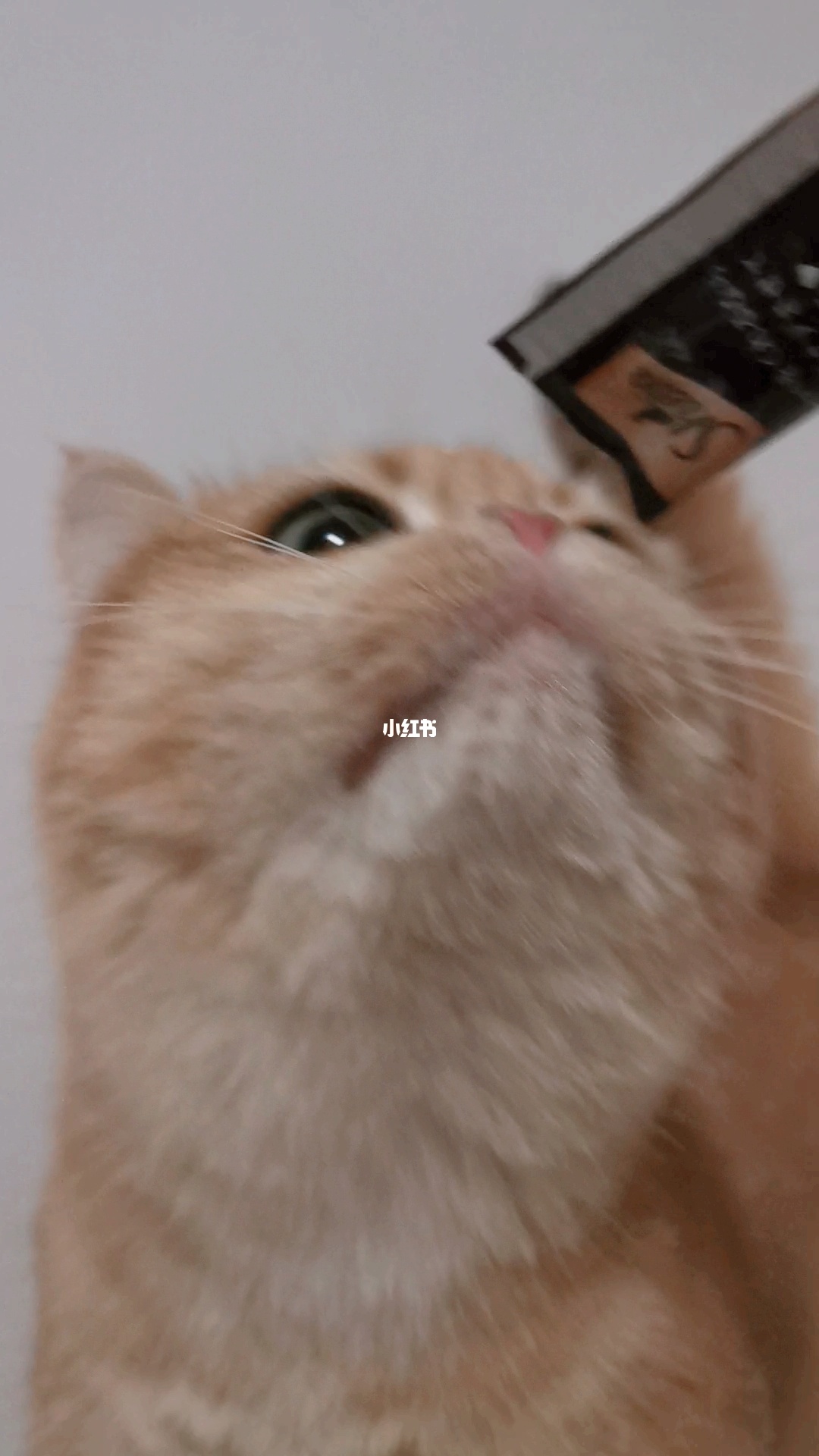 柚子猫视频_柚子皮怎么做好吃视频_omg柚子骂人视频