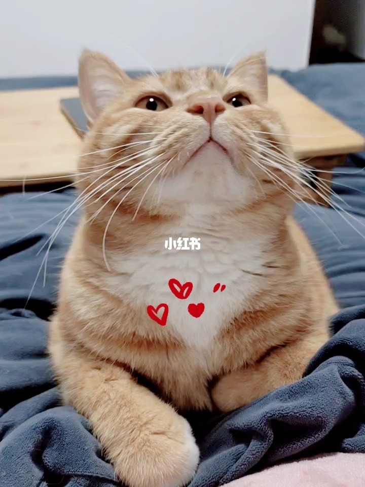 柚子皮怎么做好吃视频_omg柚子骂人视频_柚子猫视频