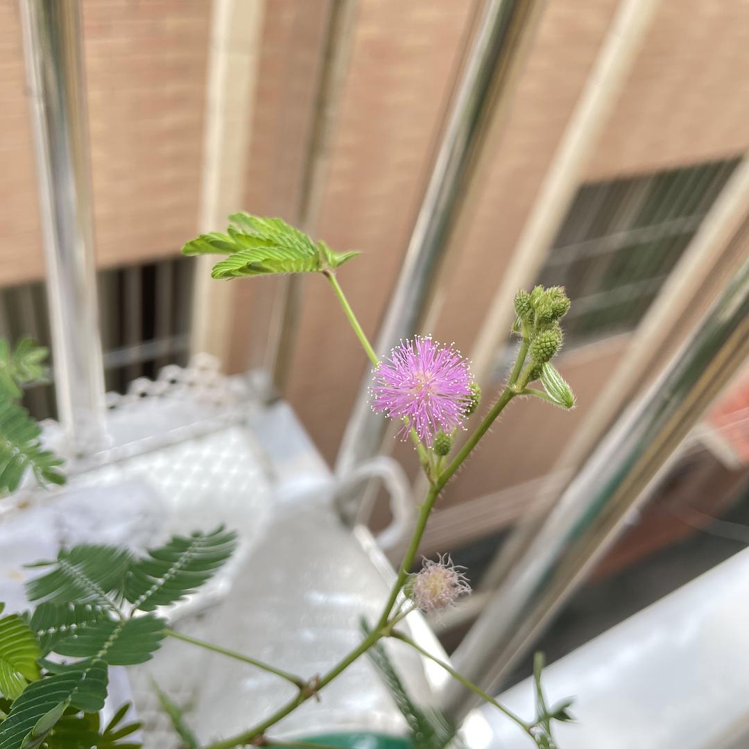 含羞草实验研所网站免费进入_硕研国际结算实验答案_看研报有哪些网站