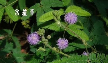 硕研国际结算实验答案_含羞草实验研所网站免费进入_看研报有哪些网站