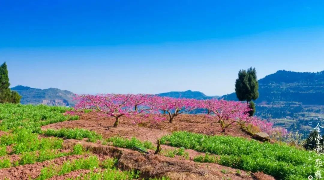 桃花直播_桃花直播coco_桃花直播coco叫啥名字