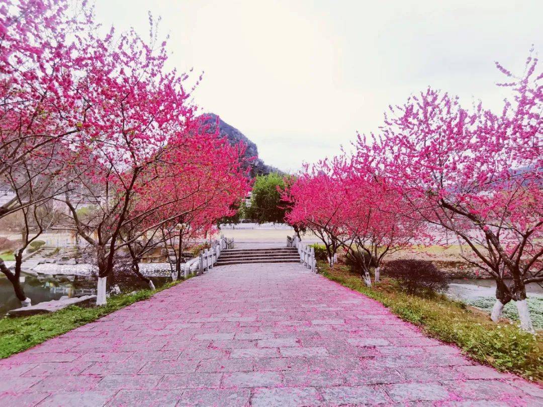 桃花直播coco叫啥名字_桃花直播_桃花直播coco