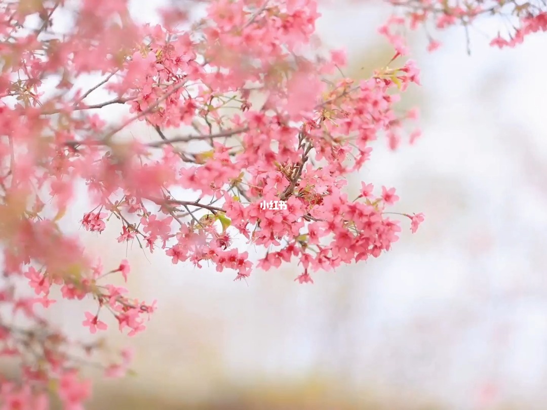 樱花舞歌曲_樱花舞舞蹈视频_樱花之舞