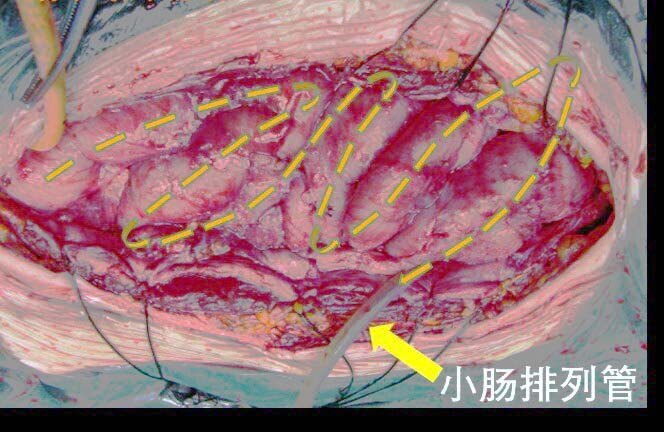穿肠刀_貂皮穿刀工艺图片_鸭肠穿串机视频