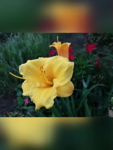 野花视频免费观看直播_视频野花观看直播免费版_视频野花观看直播免费软件