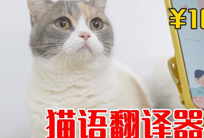 猫语翻译器在线使用_蒙语语音翻译翻译在线_楠楠猫言猫语三亚游记