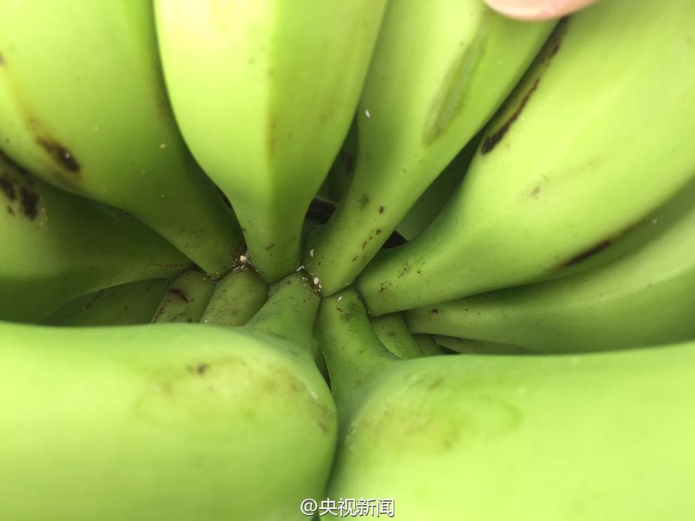 水果大战害虫无敌版_植物大战僵尸_无敌大虫子