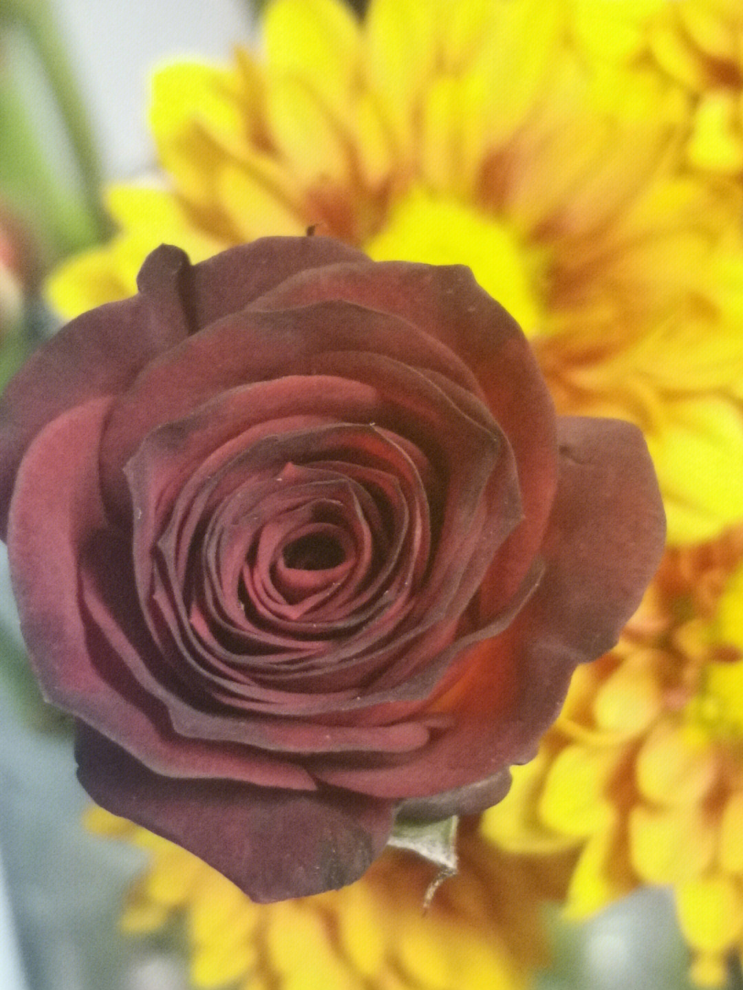 花花填色_花花填色正版下载_花花填色最新版本免广告