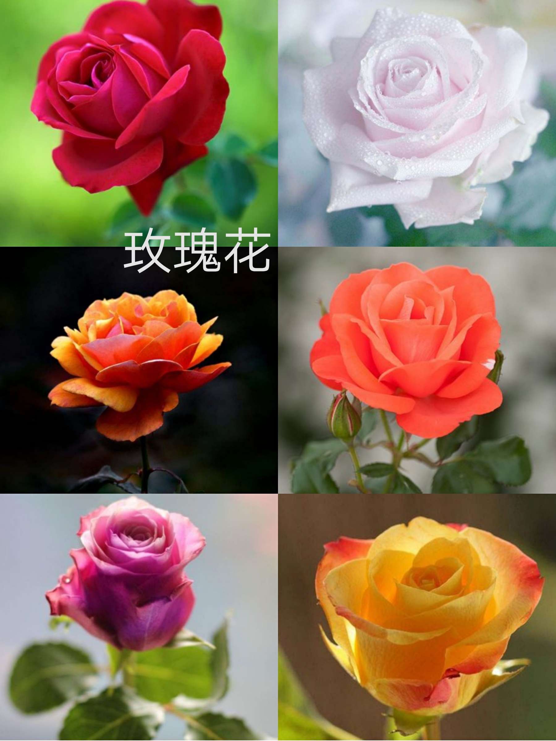 花花填色正版下载_花花填色最新版本免广告_花花填色