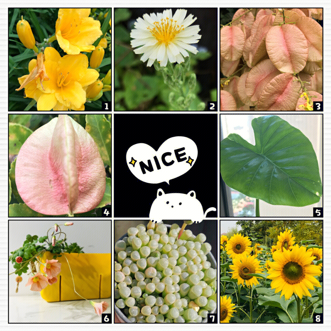 花花填色正版下载_花花填色_花花填色最新版本免广告