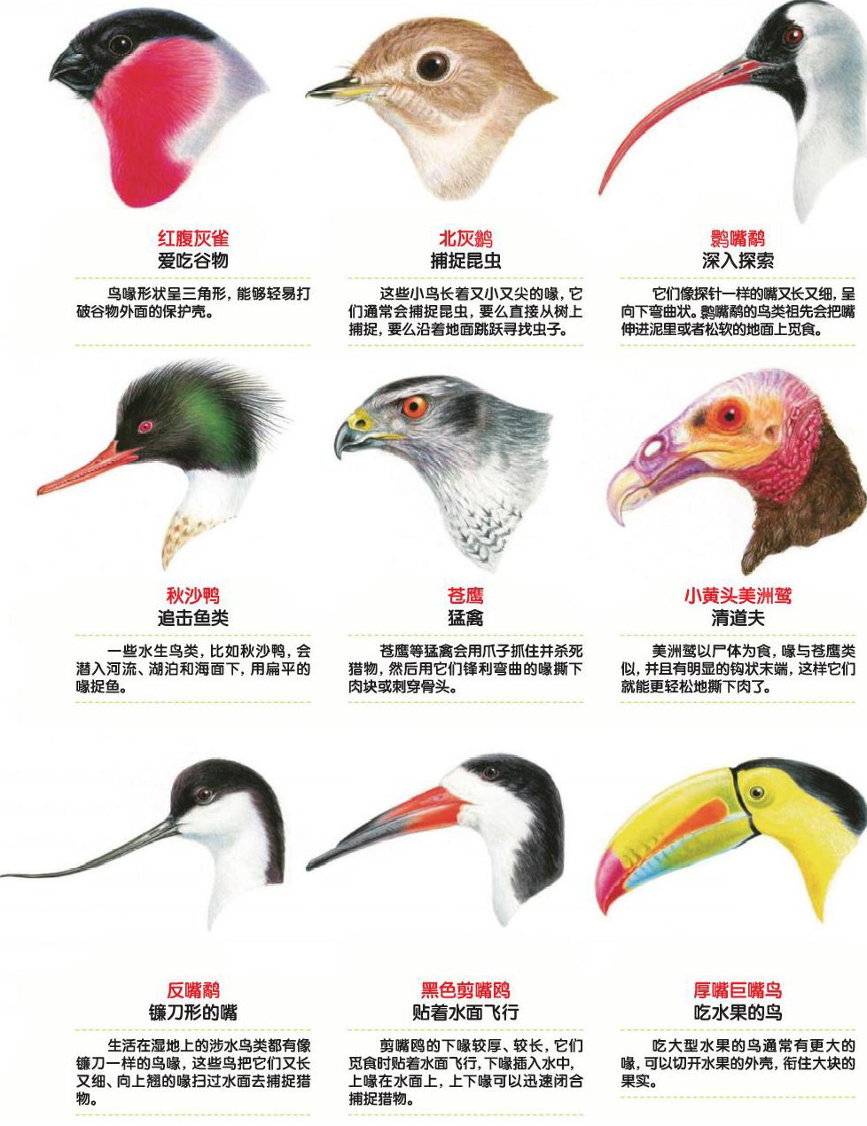 饭匙蛇种族值_饭匙蛇进化图_饭匙蛇