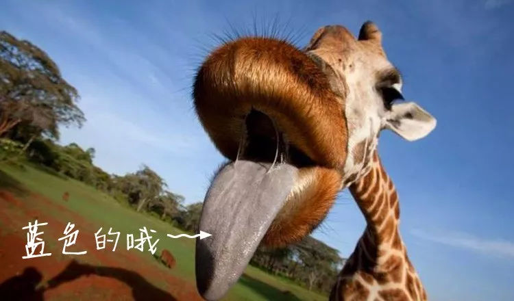 饭匙蛇进化图_饭匙蛇种族值_饭匙蛇