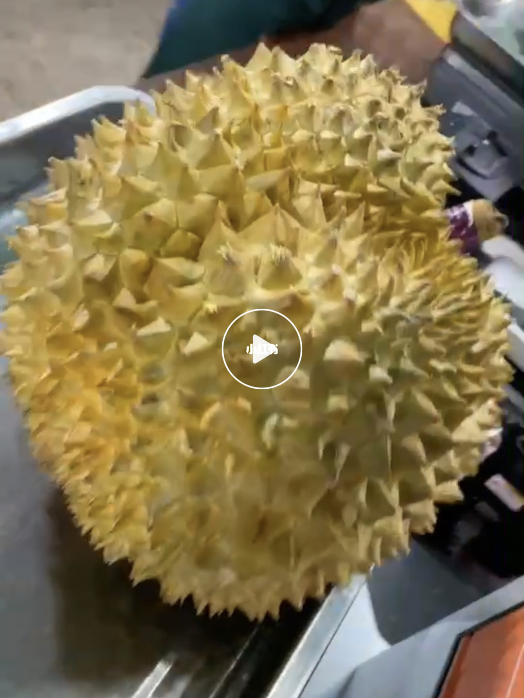 榴莲视频让你流连忘返的视频_榴莲视频让你流连忘返的视频_榴莲视频让你流连忘返的视频