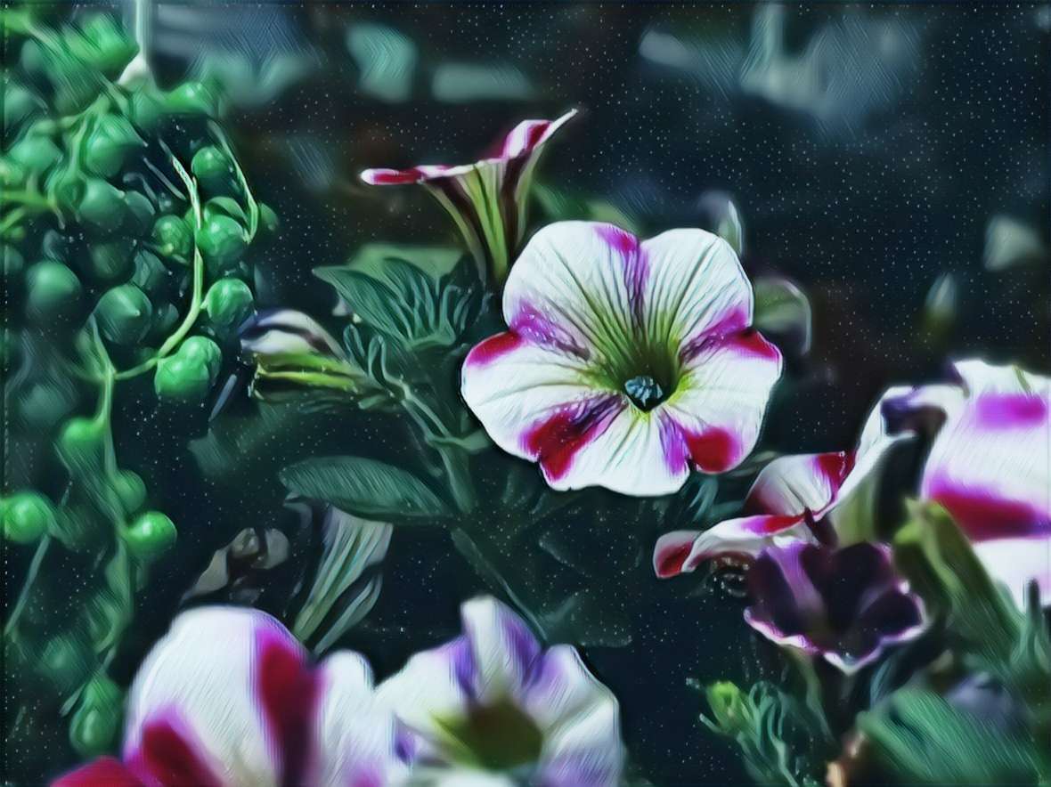 花迷你秀_迷你秀花美_迷你秀花乐园