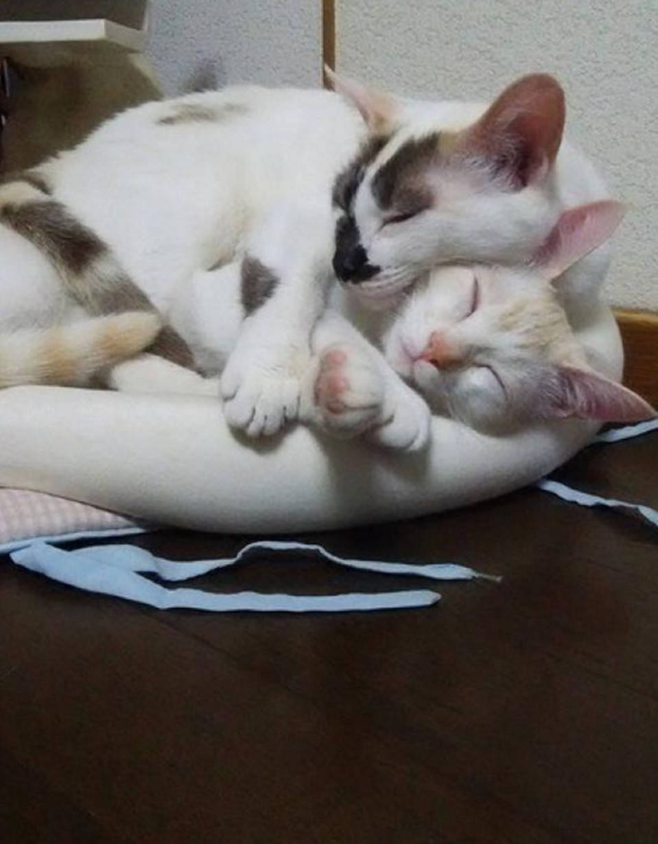 猫咪社区在线观看_猫咪社区在线观看_猫咪社区在线观看