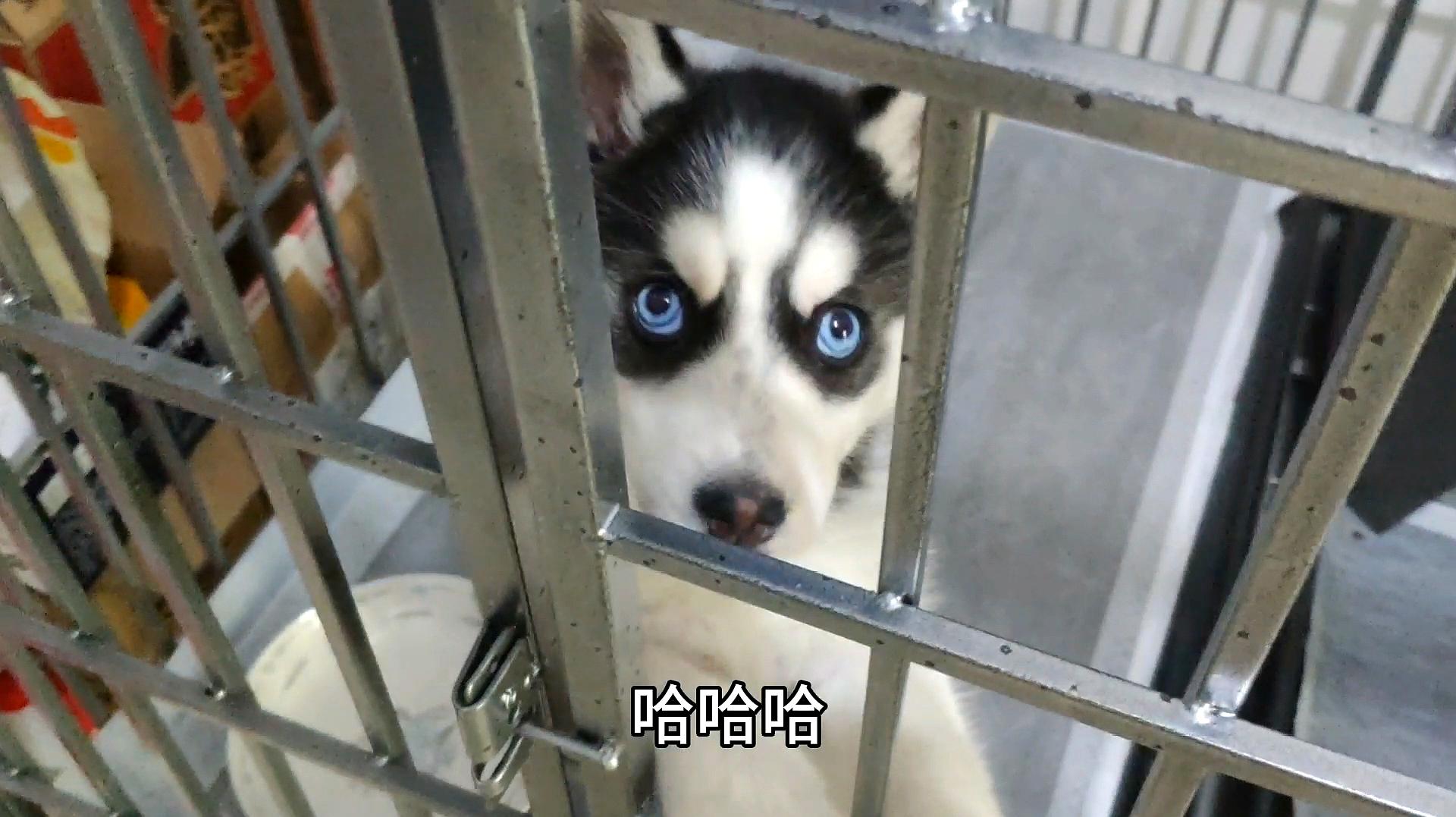 蜜汁短视频如何打开_蜜汁视频_蜜汁八宝饭的做法视频