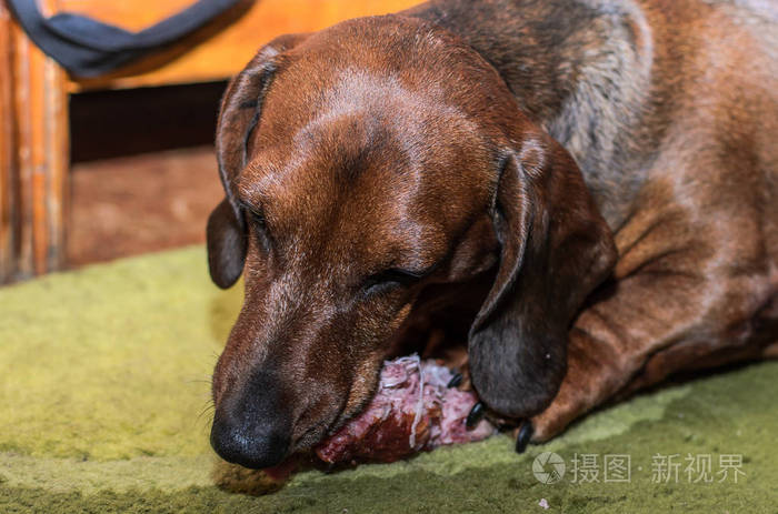 狗杂_杂狗日语_杂狗是什么意思
