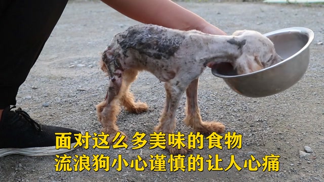 狗杂_杂狗日语_杂狗是什么意思