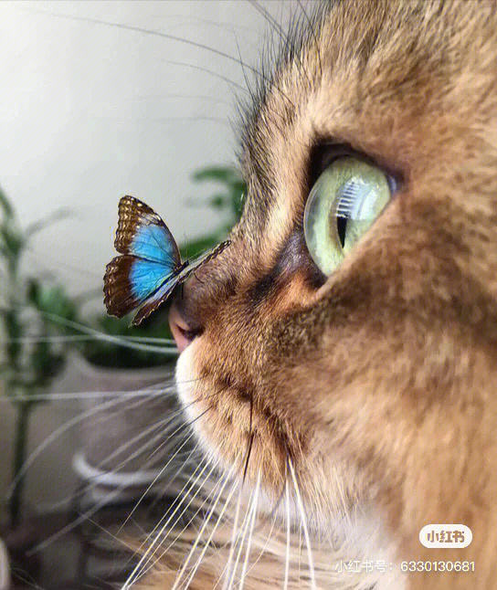 猫凯迪是什么_凯迪猫_猫凯迪怎么画
