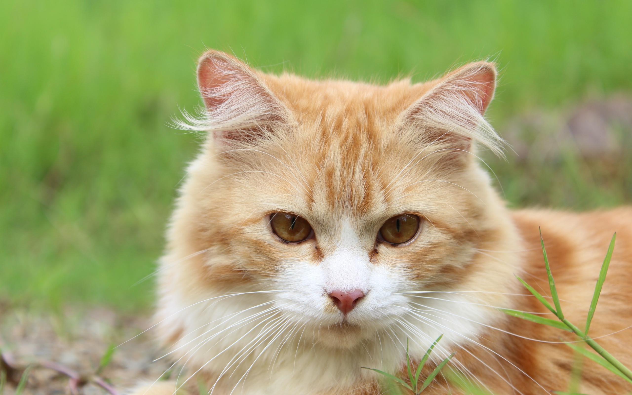 猫咪1.0.3清爽版下载_猫咪最旧版下载地址_豌豆荚旧板电脑版下载