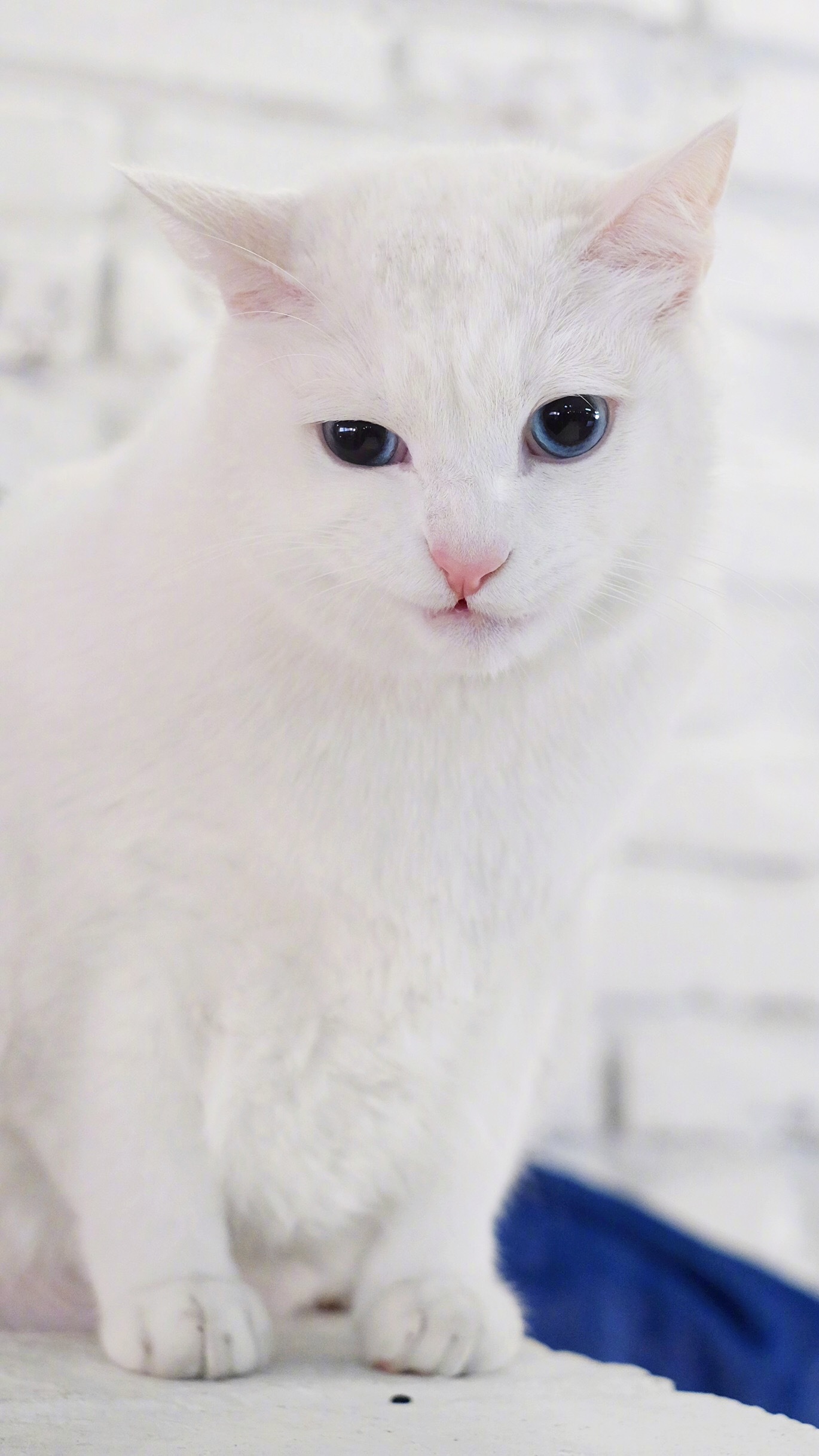 猫咪1.0.3清爽版下载_豌豆荚旧板电脑版下载_猫咪最旧版下载地址