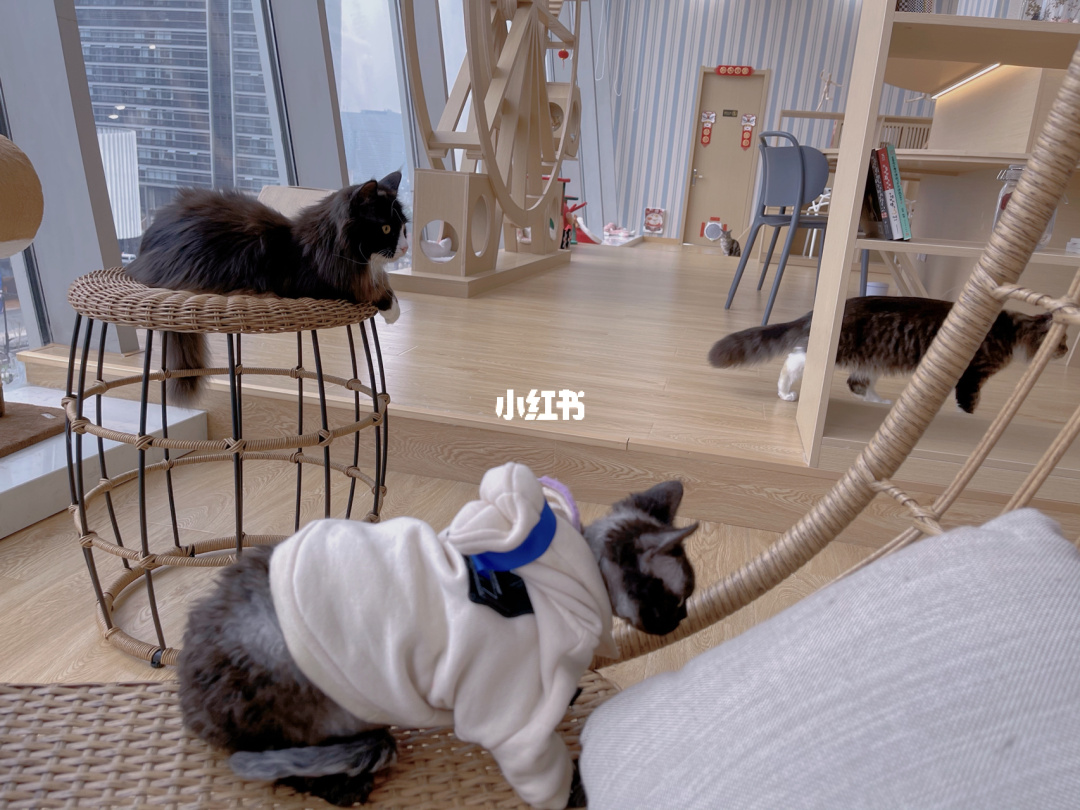 猫咪最新网站是什么多少_猫咪最新网站是什么多少_猫咪最新网站是什么多少