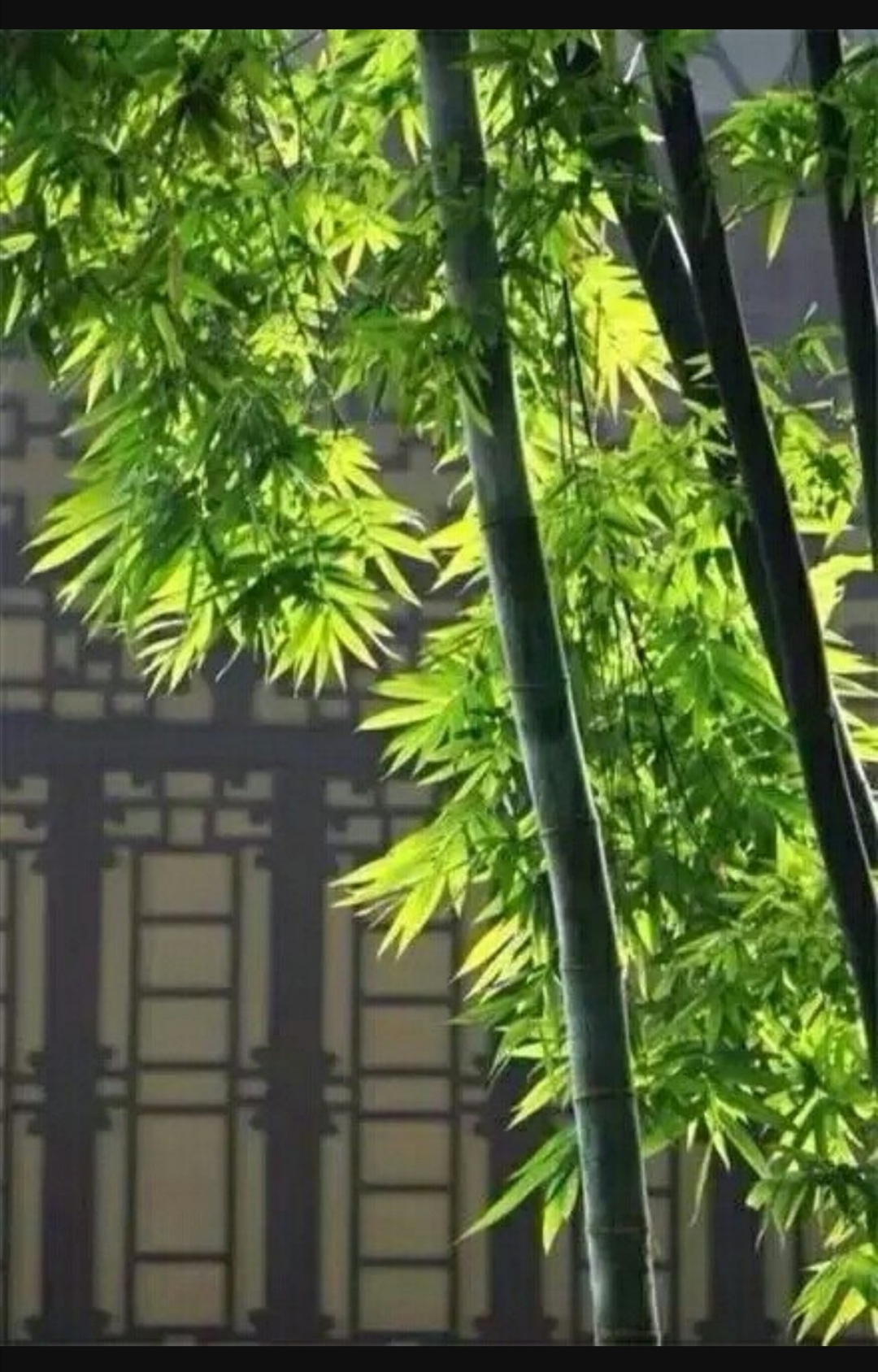 陶醉红尘，抖音新歌，快乐传递