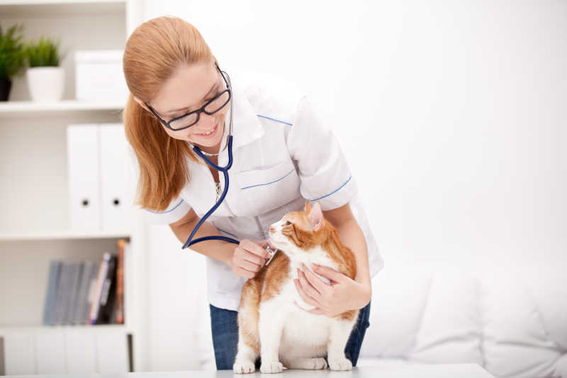 下载猫爪app_可可猫爪app_猫爪app