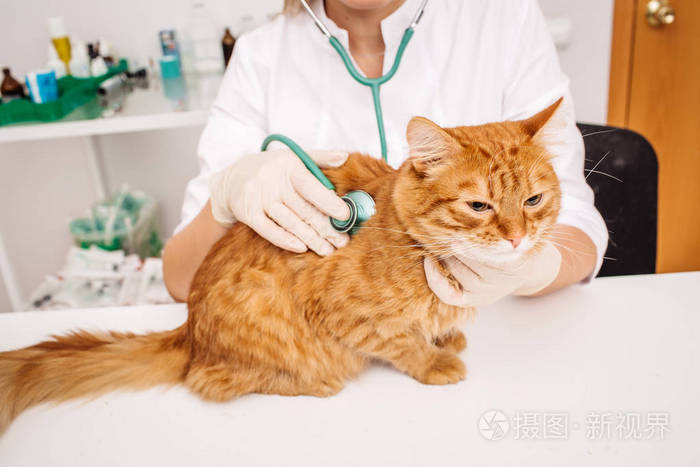 可可猫爪app_猫爪app_下载猫爪app