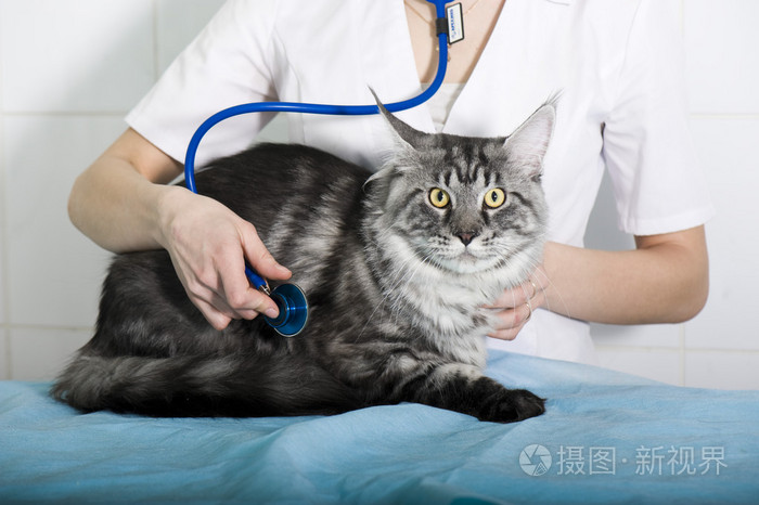 可可猫爪app_猫爪app_下载猫爪app