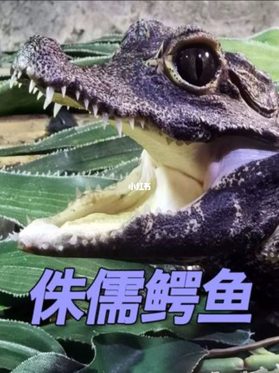 混混鳄_混混鳄_混混鳄