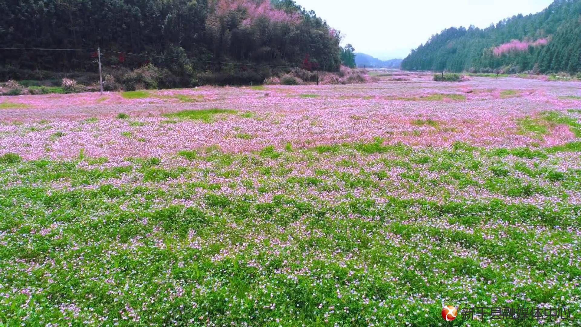 永久落花网网址在线观看_落花网永久网址_小网址你懂的官方永久