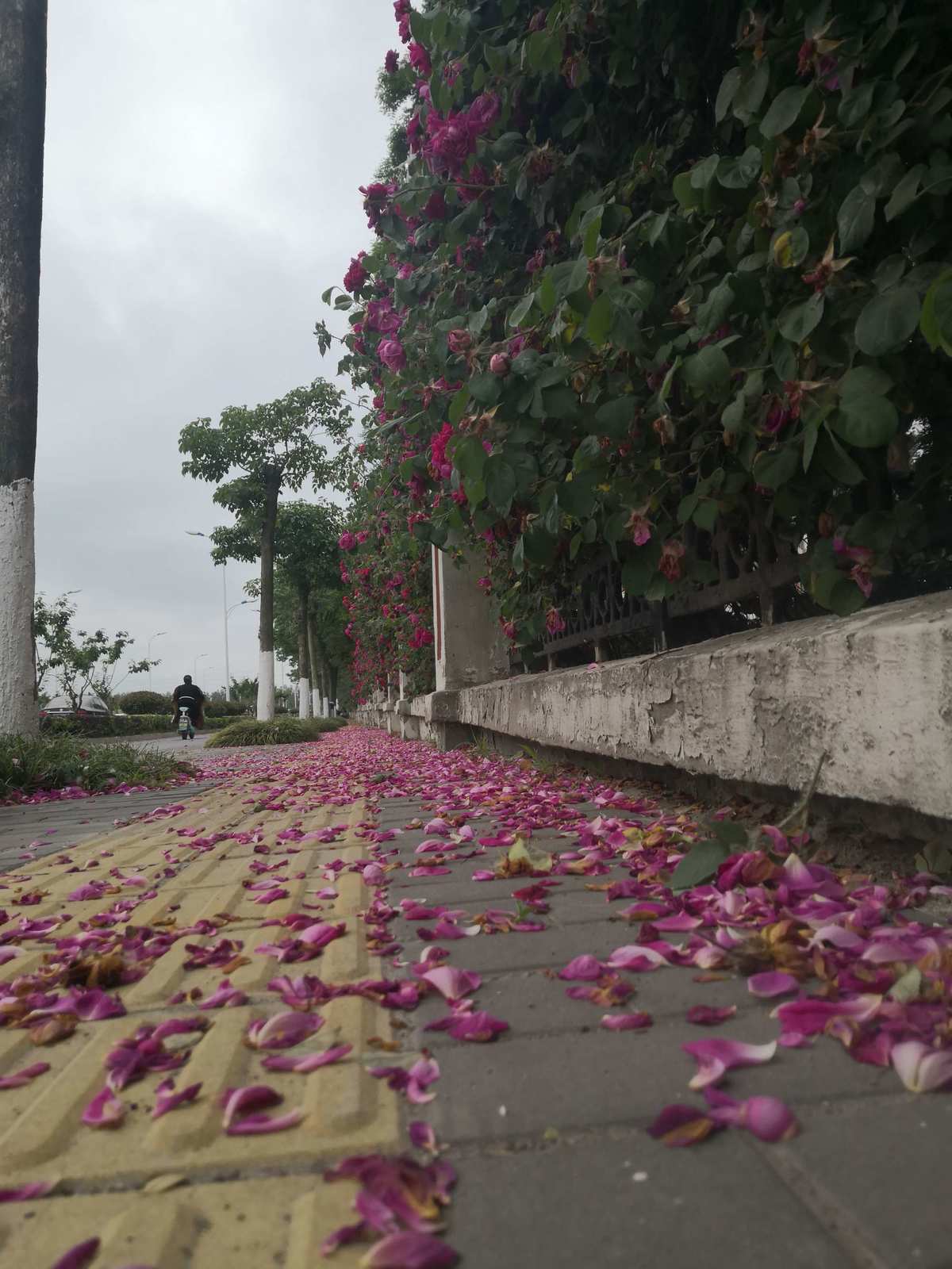 永久落花网网址在线观看_落花网永久网址_小网址你懂的官方永久