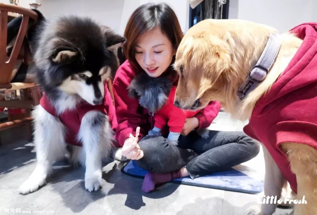 养狗的游戏_养狗游戏叫什么名字_养狗小游戏