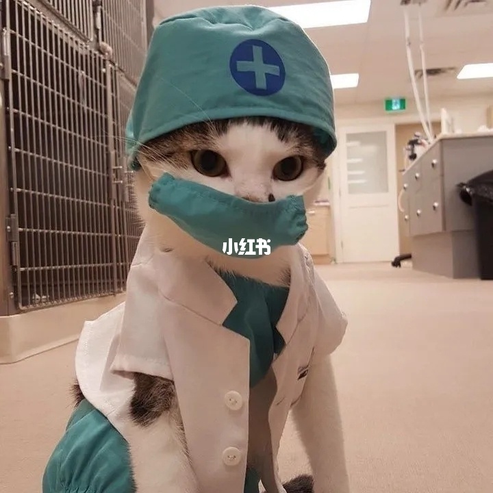 手机游戏猫医生_猫医生care_猫医生软件