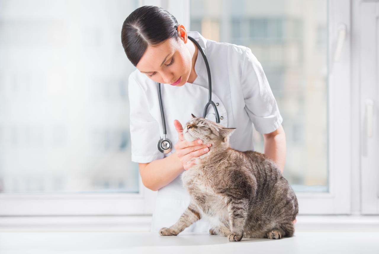 猫医生软件_手机游戏猫医生_猫医生care