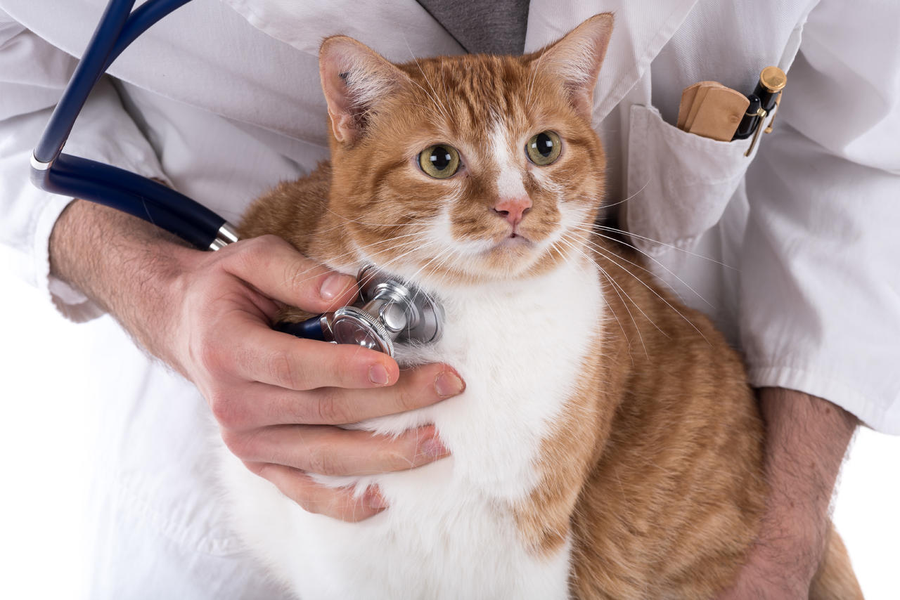 手机游戏猫医生_猫医生care_猫医生软件